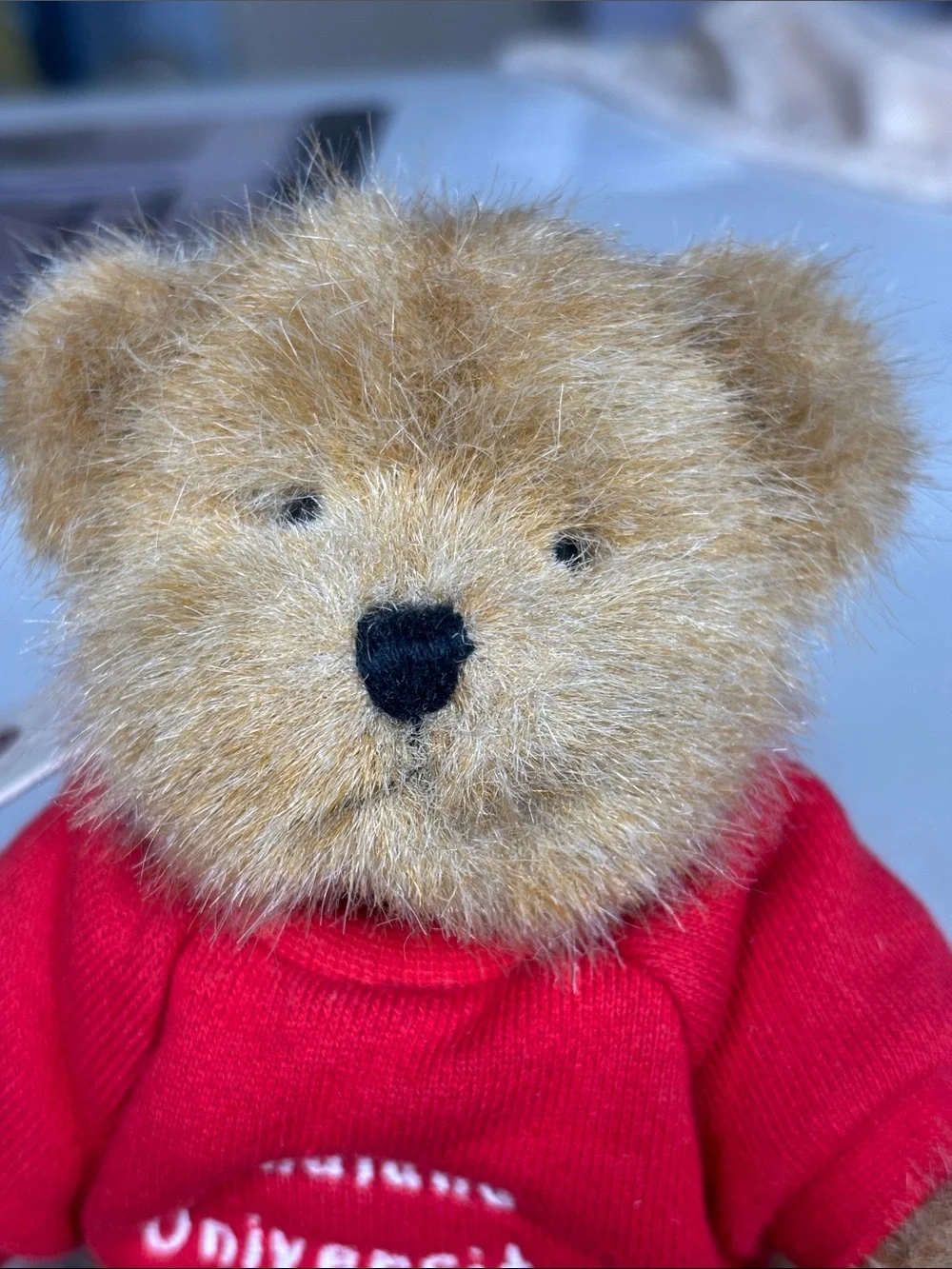 Boyds Head Bean Indiana University Teddy Bear Plush IU Hoosiers 5” With Hang Tag - Picture 11 of 15